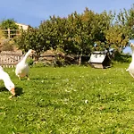 Le Bouton D'or 8min Puy Du Fou *