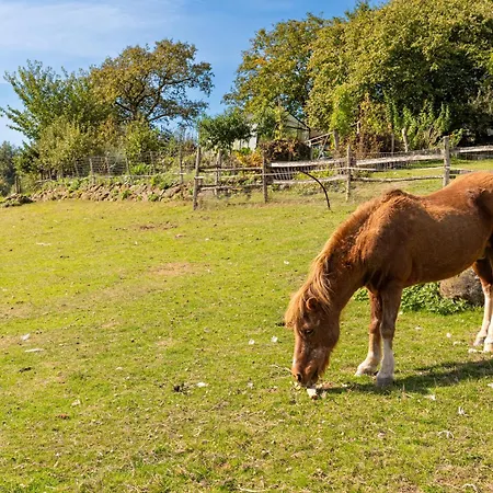 בית נופש Le Bouton D'or 8min Puy Du Fou Chambretaud