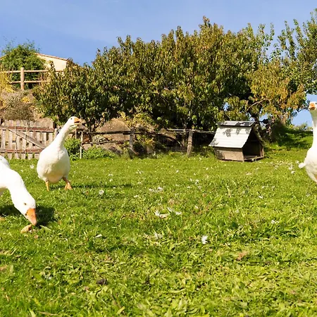 Le Bouton D'or 8min Puy Du Fou *